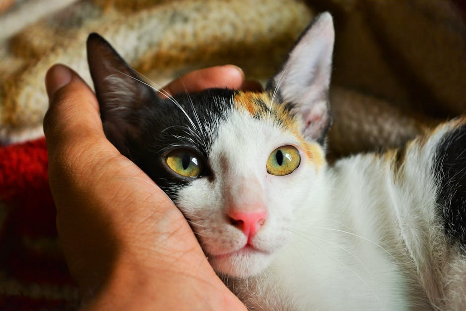  Katze beisst Hand als Reaktion auf Stress