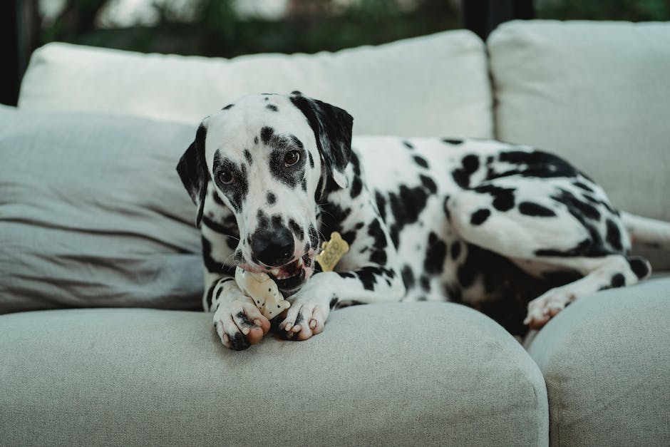  Warum knabbern Hunde an Menschenhand