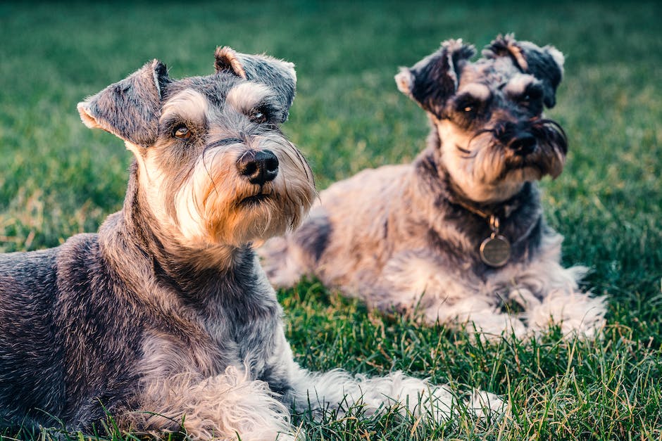  Warum kneift Hund Zähne in Hand?