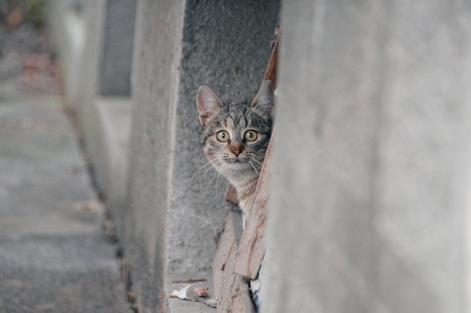  Katzen Hand Knabbern Gründe