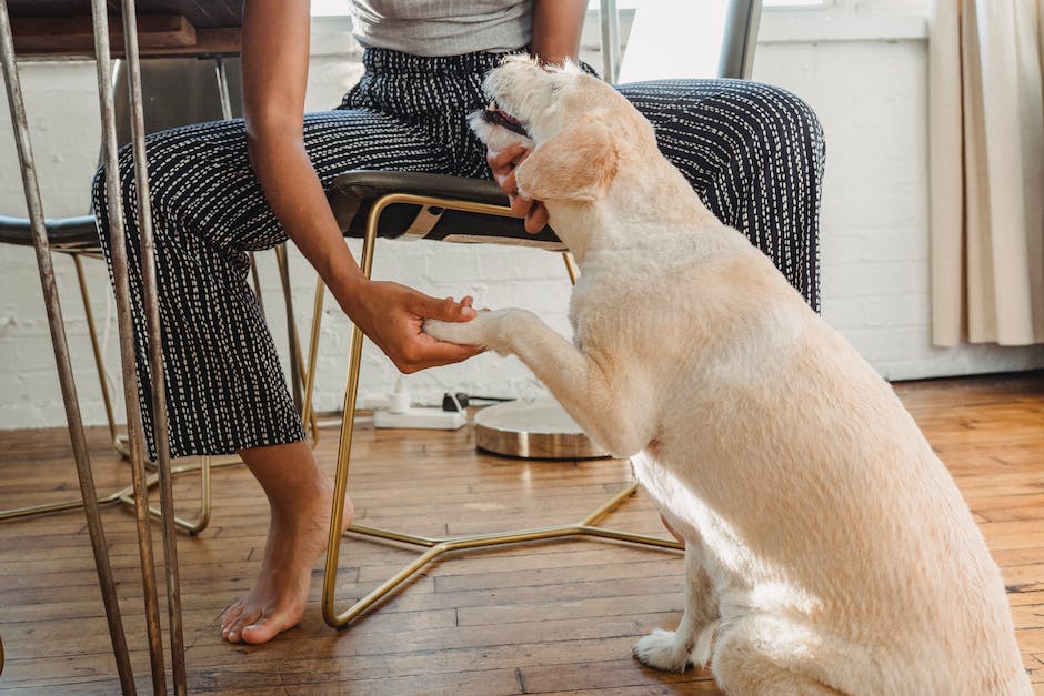  Warum lege ich meine Hand auf die Pfote meines Hundes?