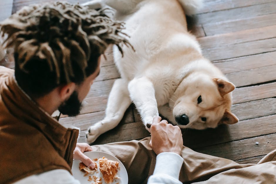 Hund legt Pfote auf Hand als Zeichen des Vertrauens